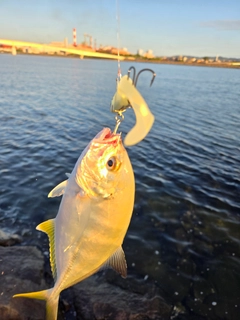 ロウニンアジの釣果