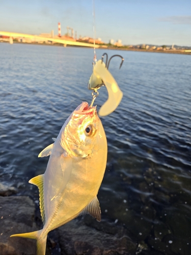 ロウニンアジの釣果