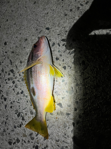 ヨコスジフエダイの釣果