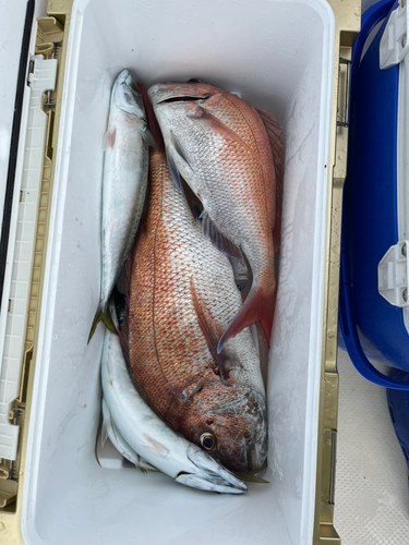 マダイの釣果