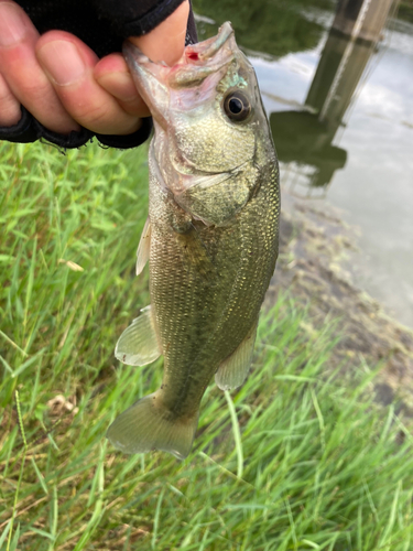 ラージマウスバスの釣果