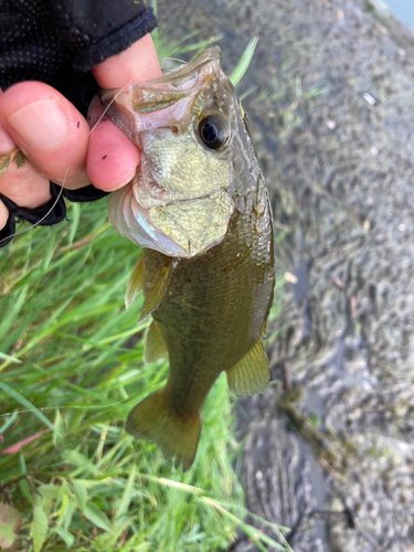 ラージマウスバスの釣果