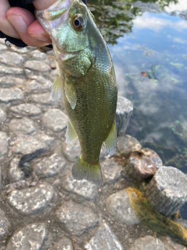 ラージマウスバスの釣果