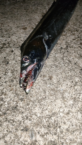 タチウオの釣果