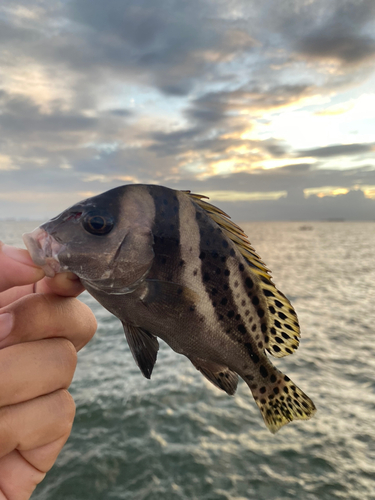 コショウダイの釣果