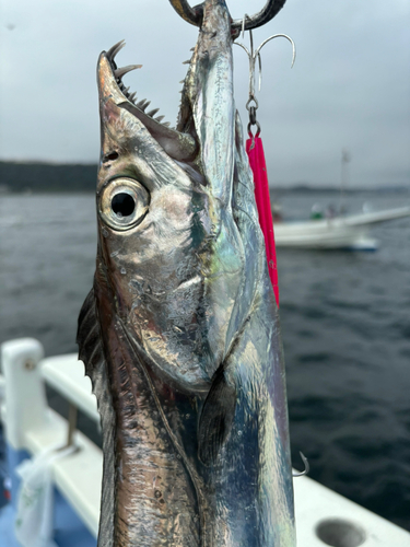 タチウオの釣果