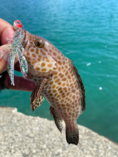 オオモンハタの釣果