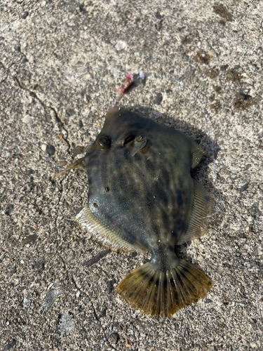 カワハギの釣果