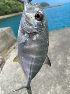 メッキの釣果