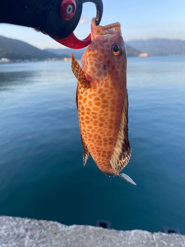 オオモンハタの釣果