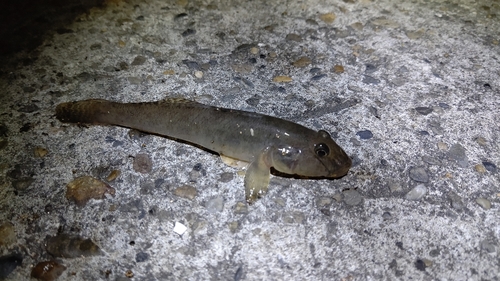 ハゼの釣果