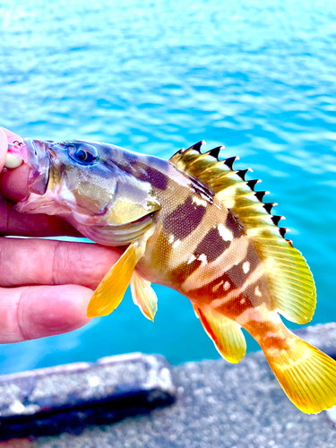 アカハタの釣果