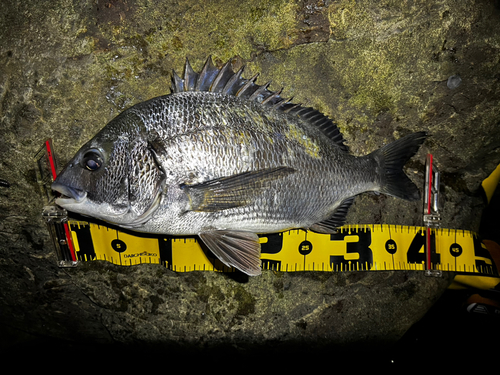 クロダイの釣果