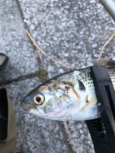 コノシロの釣果