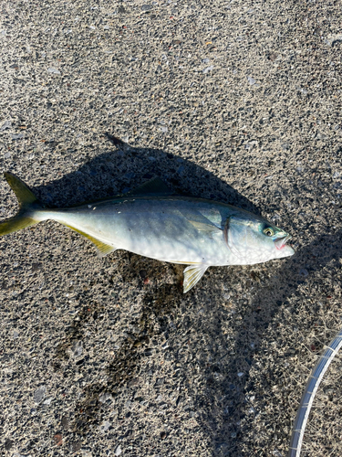 ワカシの釣果