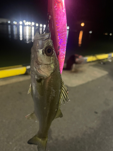 セイゴ（マルスズキ）の釣果