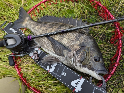 チヌの釣果