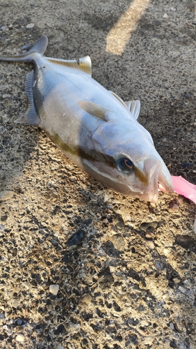 ショゴの釣果