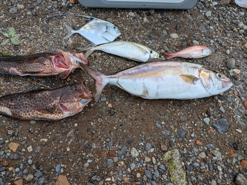 カンパチの釣果