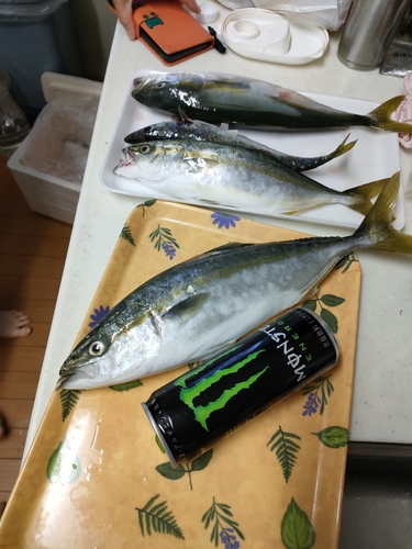 フクラギの釣果