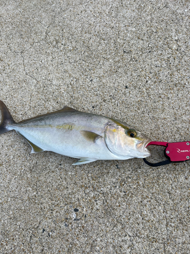 ネリゴの釣果