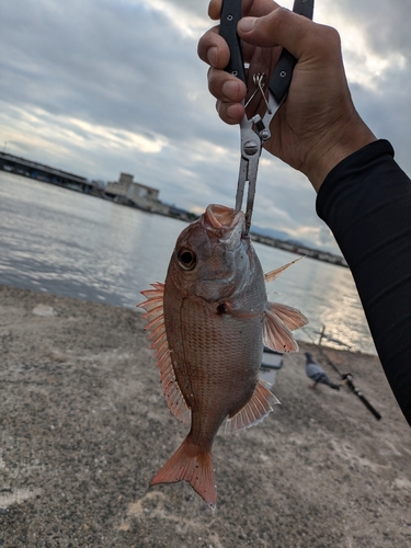 マダイの釣果