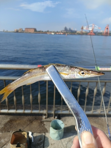 カマスの釣果