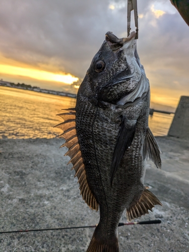 チヌの釣果