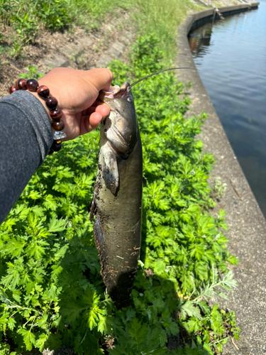 ナマズの釣果