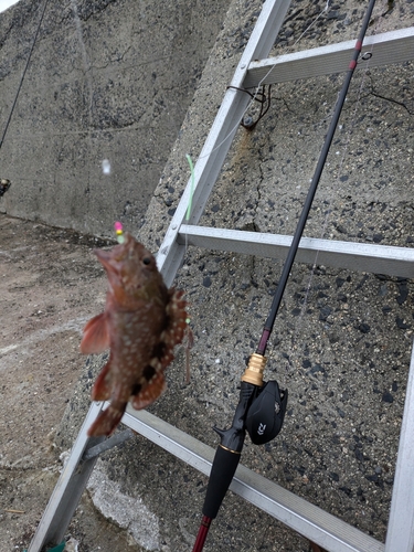 カサゴの釣果