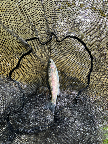 ニジマスの釣果