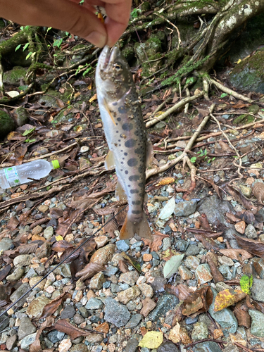 ヤマメの釣果