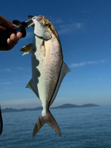 ネリゴの釣果