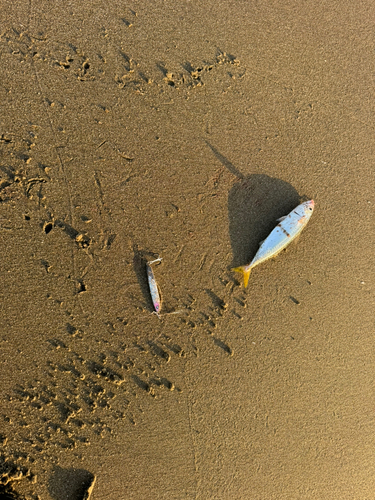 サバの釣果