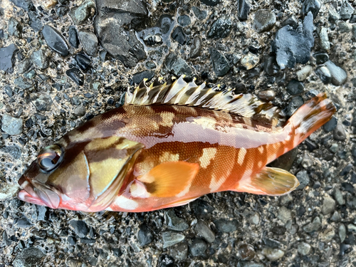 アカハタの釣果