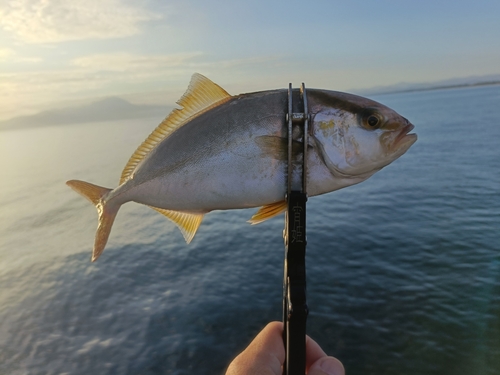 ショゴの釣果