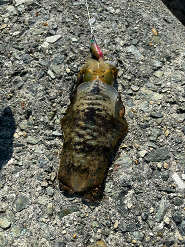 アオリイカの釣果