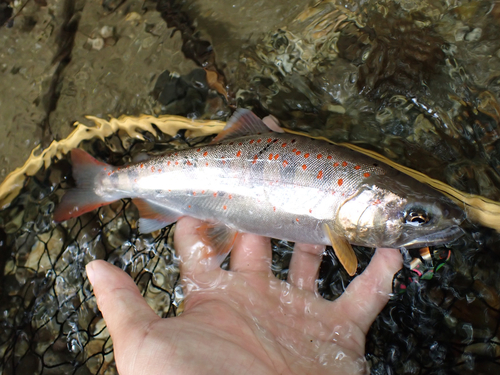 アマゴの釣果