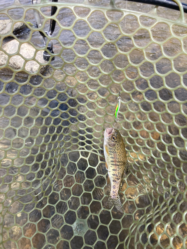 ニジマスの釣果