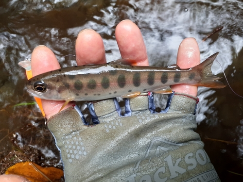 ヤマメの釣果