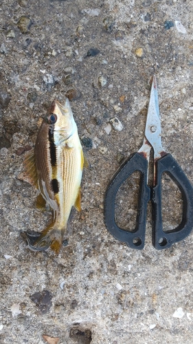 ヨコスジフエダイの釣果