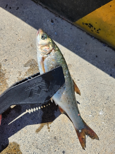 クロソイの釣果