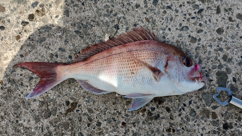 マダイの釣果