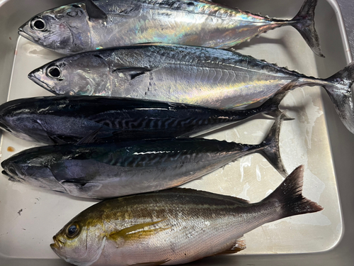 ヒラソウダの釣果