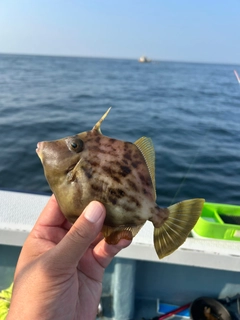 カワハギの釣果