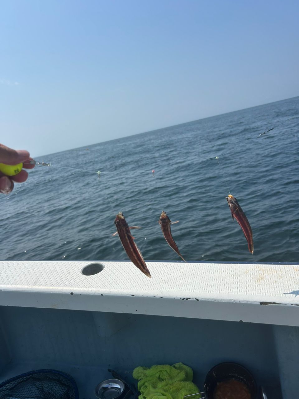 きンちゃンさんの釣果 3枚目の画像