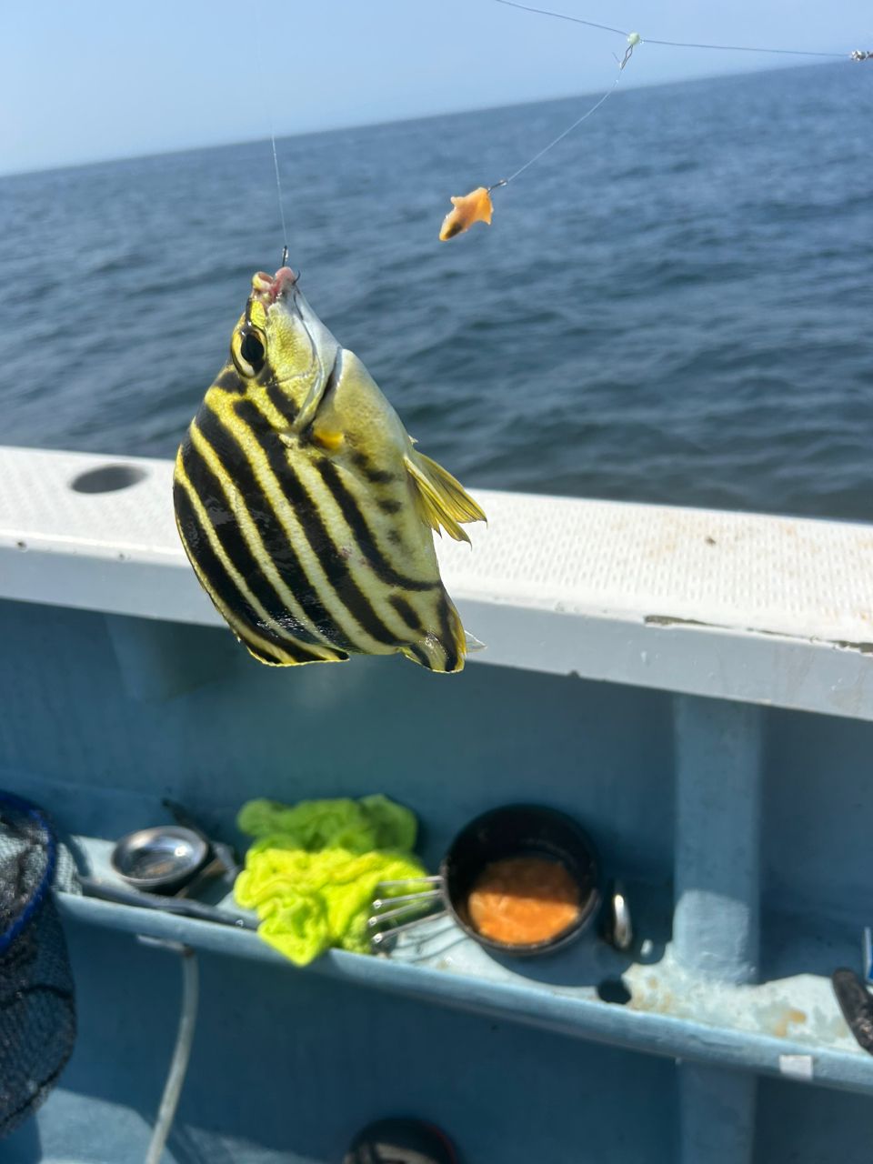 きンちゃンさんの釣果 2枚目の画像