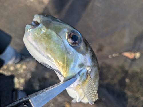 シロサバフグの釣果