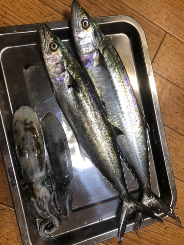 サゴシの釣果