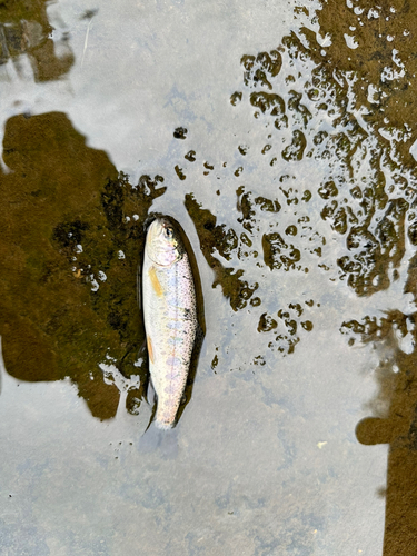 ヤマメの釣果